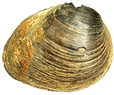 Obovaria arkansasensis male outer