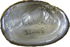 Obovaria choctawensis