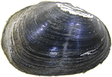Obovaria choctawensis