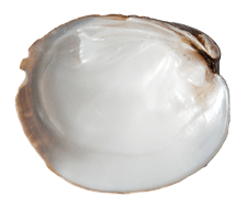 Obovaria olivaria