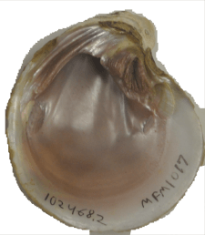 Obovaria retusa female inner