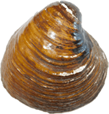 Obovaria retusa male outer