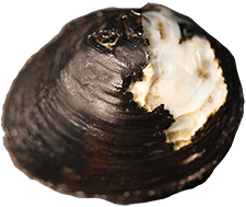 Obovaria unicolor