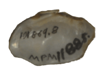 Paetulunio fabalis female inner