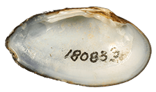 Paetulunio fabalis male inner 