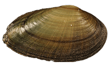 Paetulunio fabalis male outer