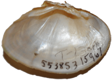 Parvaspina steinstansana