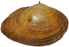 Parvaspina steinstansana