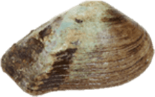 Pegias fabula