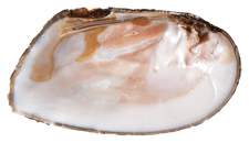 Plectomerus dombeyanus