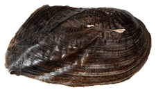 Plectomerus dombeyanus
