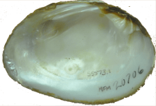 Pleurobema athearni