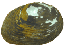 Pleurobema athearni