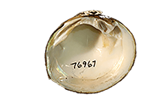 Pleurobema beadleianum
