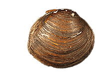 Pleurobema beadleianum