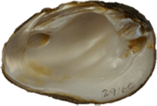 Pleurobema clava