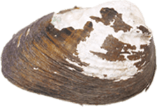 Pleurobema clava