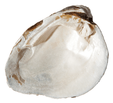 Pleurobema cordatum