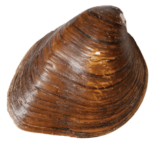 Pleurobema cordatum