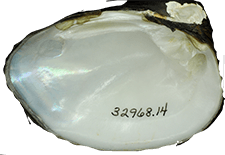 Pleurobema curtum