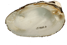 Pleurobema decisum