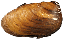 Pleurobema decisum