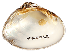 Pleurobema georgianum