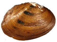 Pleurobema georgianum
