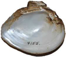 Pleurobema hanleyianum