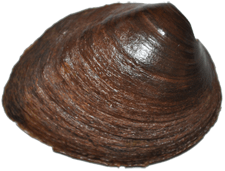 Pleurobema hanleyianum