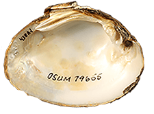 Pleurobema hartmanianum