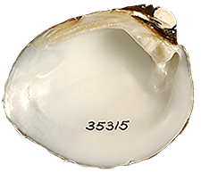 Pleurobema marshalli