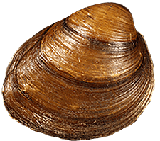 Pleurobema marshalli