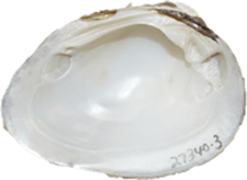 Pleurobema oviforme