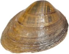 Pleurobema oviforme