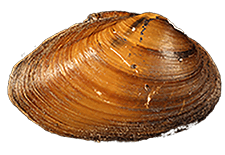 Pleurobema perovatum