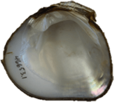 Pleurobema plenum