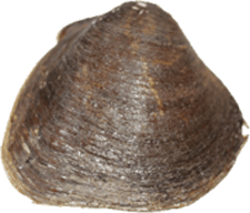 Pleurobema plenum
