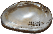 Pleurobema pyriforme