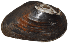 Pleurobema pyriforme