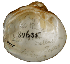 Pleurobema riddellii
