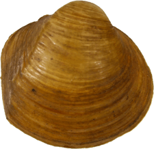 Pleurobema riddellii