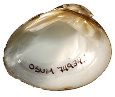 Pleurobema rubellum
