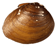 Pleurobema rubellum