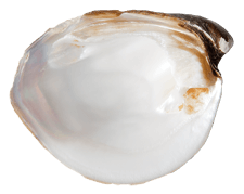 Pleurobema rubrum