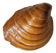 Pleurobema rubrum