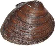 Pleurobema sintoxia