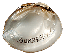 Pleurobema stabile