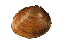 Pleurobema stabile