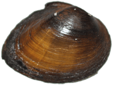Pleurobema strodeanum